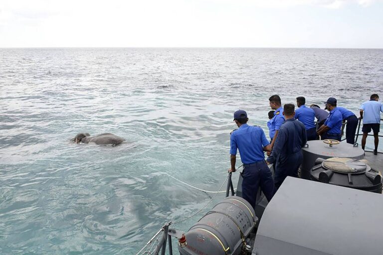 In Sri Lanka, the navy saves an elephant in the open sea
