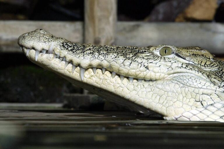 Sri Lanka. A crocodile spends the night at the police station