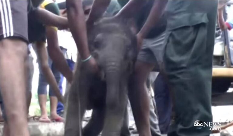 Sri Lanka. They save a baby elephant trapped in a manhole